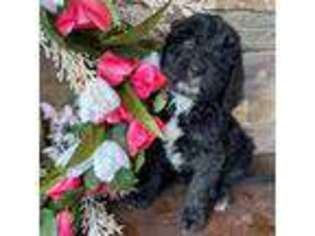 Medium Photo #1 Labradoodle Puppy For Sale in Lagro, IN, USA