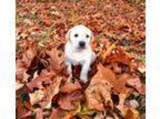 Labrador Retriever Puppy for sale in Charlotte, TN, USA