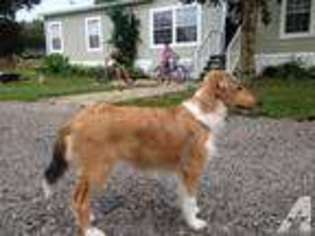 Shetland Sheepdog Puppy for sale in OCALA, FL, USA
