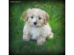 Cavachon Puppy for sale in Honey Grove, PA, USA