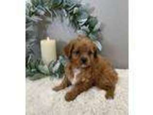 Cavapoo Puppy for sale in Stanardsville, VA, USA