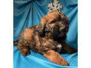 Saint Berdoodle Puppy for sale in Foss, OK, USA