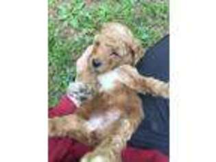Goldendoodle Puppy for sale in Hartville, OH, USA