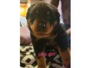 Rottweiler Puppy for sale in Hubbard, OH, USA