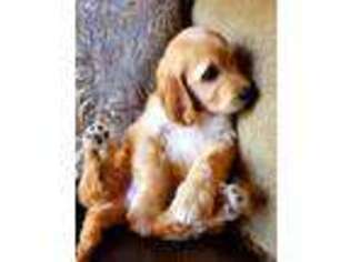 Goldendoodle Puppy for sale in Boulder, CO, USA