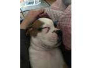Boxer Puppy for sale in Pleasant Hill, OH, USA