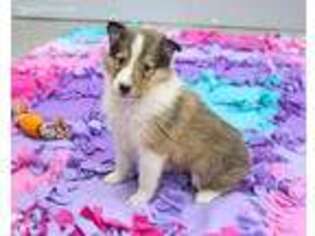 Collie Puppy for sale in New Haven, IN, USA