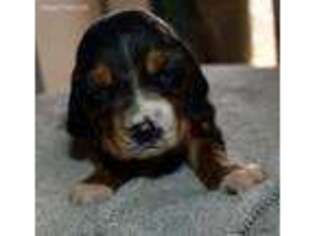 Basset Hound Puppy for sale in Blackfoot, ID, USA