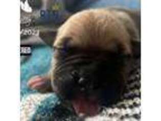 Mutt Puppy for sale in Albert Lea, MN, USA