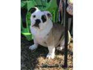 Bulldog Puppy for sale in Purcell, OK, USA