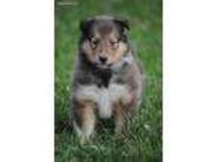 Collie Puppy for sale in Pender, NE, USA