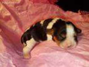Cavalier King Charles Spaniel Puppy for sale in Bonneau, SC, USA