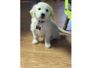 Golden Retriever Puppy for sale in Dimondale, MI, USA