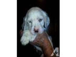 English Setter Puppy for sale in EVERETT, WA, USA