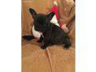 French Bulldog Puppy for sale in Atoka, OK, USA