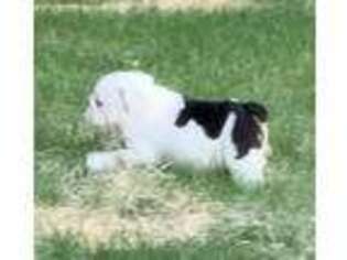 Bulldog Puppy for sale in Crawfordsville, IN, USA