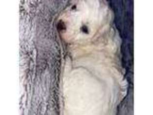Bichon Frise Puppy for sale in Kent, WA, USA