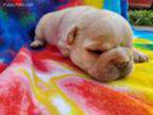 French Bulldog Puppy for sale in Gardner, KS, USA
