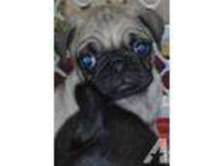 Pug Puppy for sale in VACAVILLE, CA, USA