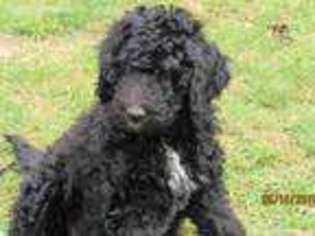 Goldendoodle Puppy for sale in Yacolt, WA, USA