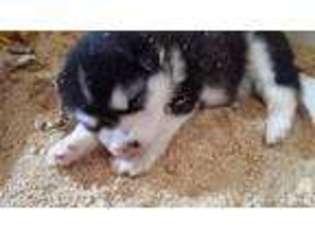 Alaskan Malamute Puppy for sale in TEMPERANCE, MI, USA