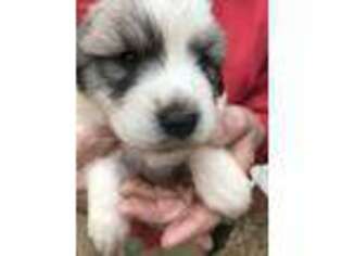 Newfoundland Puppy for sale in Culpeper, VA, USA