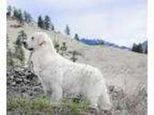 Mutt Puppy for sale in Cascade, MT, USA