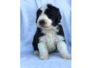 Old English Sheepdog Puppy for sale in Sevierville, TN, USA