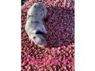 Australian Shepherd Puppy for sale in Wister, OK, USA
