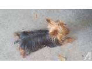 Yorkshire Terrier Puppy for sale in FRESNO, CA, USA