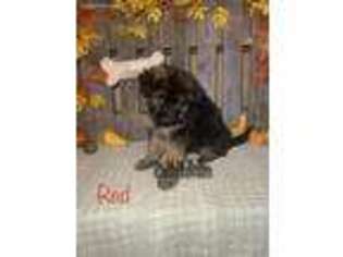 German Shepherd Dog Puppy for sale in Granby, MO, USA