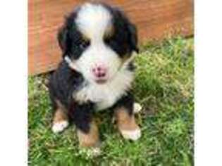 Bernese Mountain Dog Puppy for sale in Penrose, CO, USA