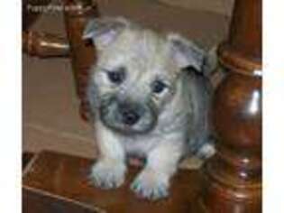 Cairn Terrier Puppy for sale in Chariton, IA, USA