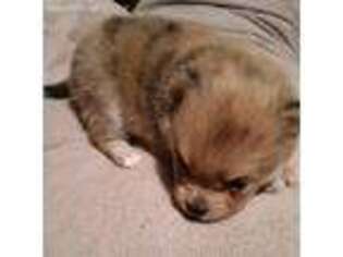 Pomeranian Puppy for sale in Quincy, MI, USA