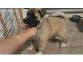 Akita Puppy for sale in Gillette, WY, USA