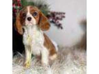 Cavalier King Charles Spaniel Puppy for sale in Paducah, KY, USA