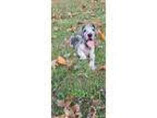 Great Dane Puppy for sale in Horseshoe Bend, AR, USA