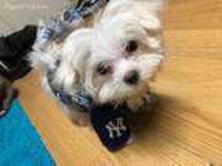 Maltese Puppy for sale in Copiague, NY, USA