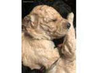 Labradoodle Puppy for sale in Mattawan, MI, USA