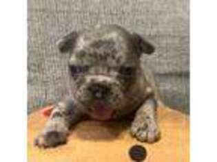 French Bulldog Puppy for sale in Grayson, GA, USA