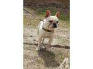 French Bulldog Puppy for sale in SUMTER, SC, USA