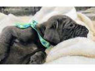 Great Dane Puppy for sale in Okeana, OH, USA