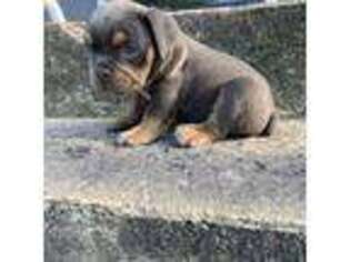Bulldog Puppy for sale in Toms River, NJ, USA