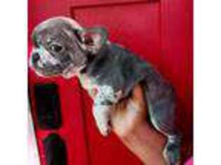 French Bulldog Puppy for sale in North Little Rock, AR, USA