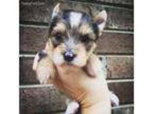 Yorkshire Terrier Puppy for sale in Las Cruces, NM, USA