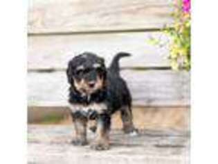 Mutt Puppy for sale in Oakland, MD, USA