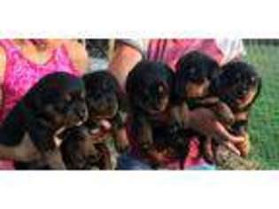 Rottweiler Puppy for sale in Mount Vernon, IL, USA
