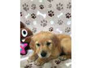 Golden Retriever Puppy for sale in Sycamore, GA, USA