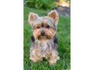 Yorkshire Terrier Puppy for sale in Chapel Hill, NC, USA
