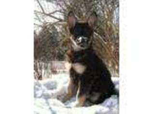 German Shepherd Dog Puppy for sale in HARTSHORN, MO, USA